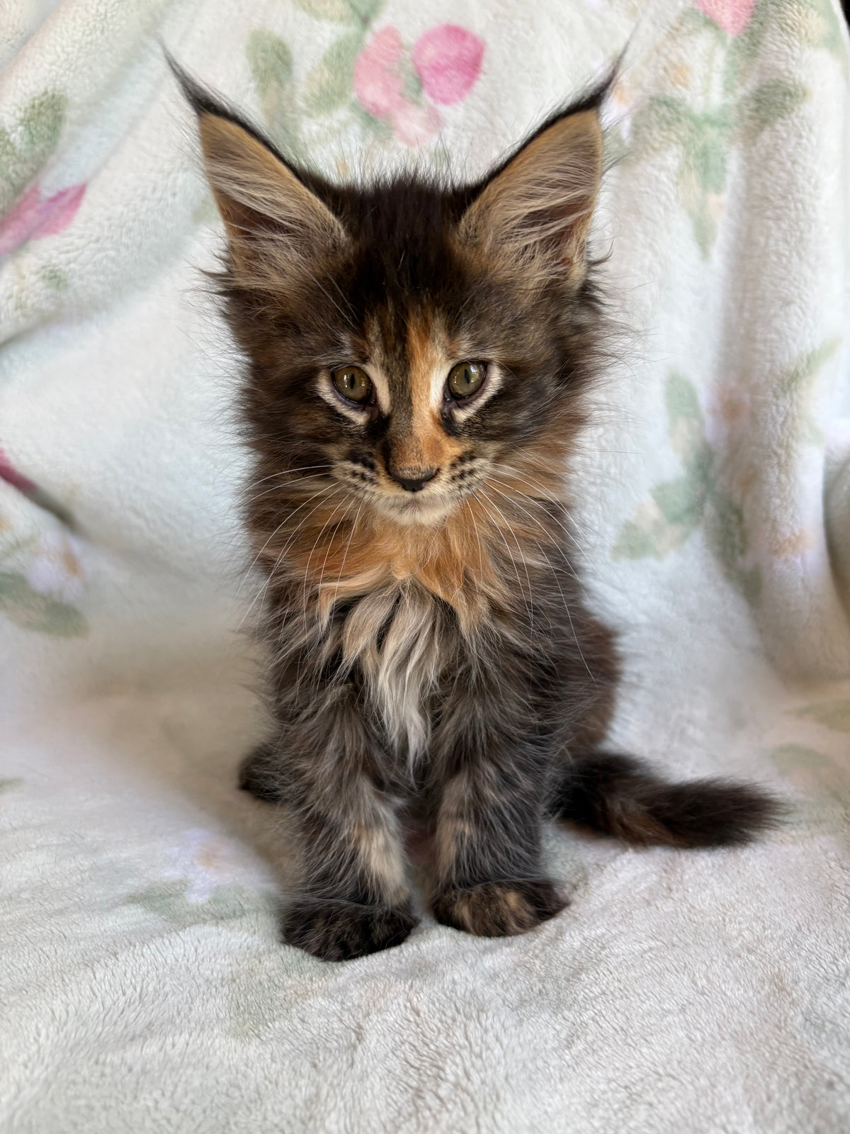 Black Tortie Maine Coon female 3 / Located in Ottawa area - Almonte