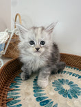 Load image into Gallery viewer, Pale Silver Tortie Maine Coon female/ Located in Ottawa area
