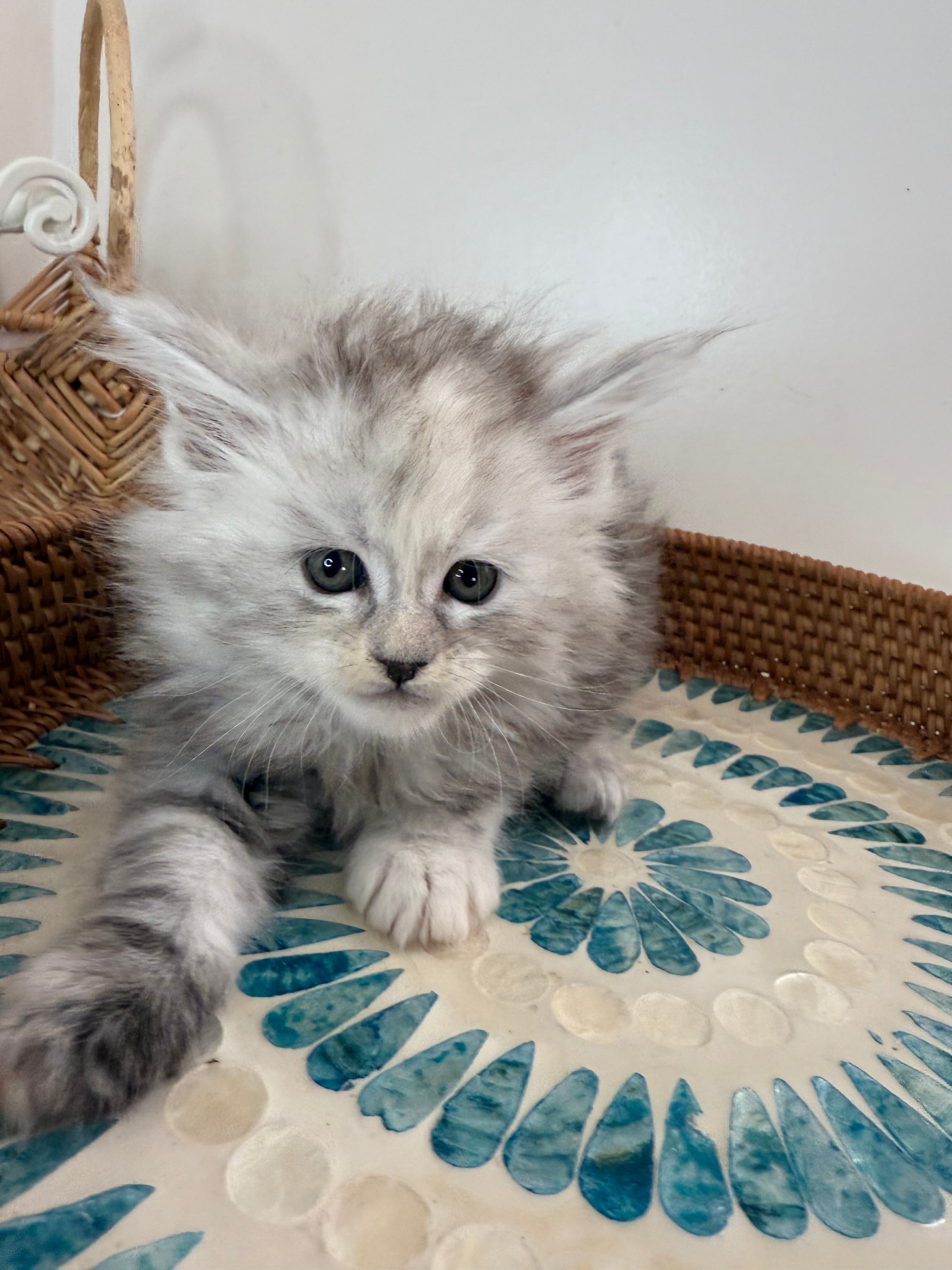 Pale Silver Tortie Maine Coon female/ Located in Ottawa area