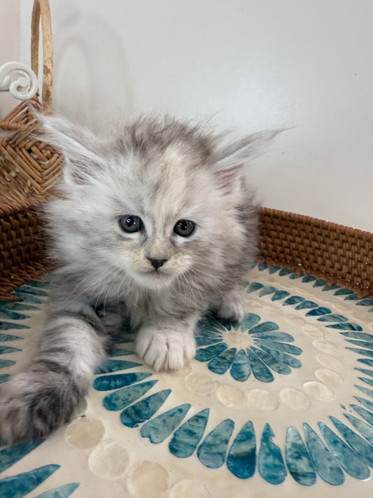 Pale Silver Tortie Maine Coon female/ Located in Ottawa area