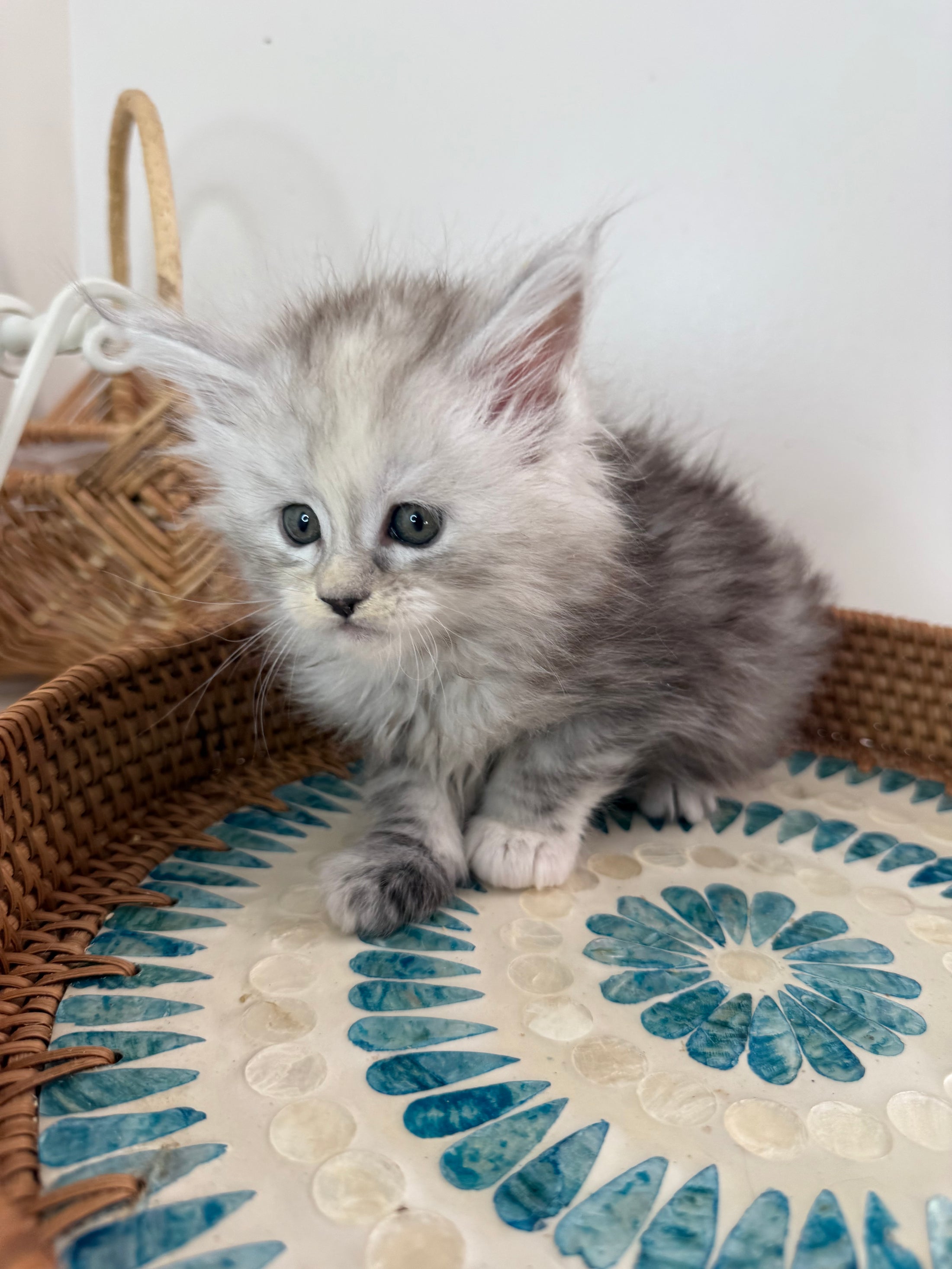 Pale Silver Tortie Maine Coon female/ Located in Ottawa area