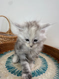 Load image into Gallery viewer, Pale Silver Tortie Maine Coon female/ Located in Ottawa area
