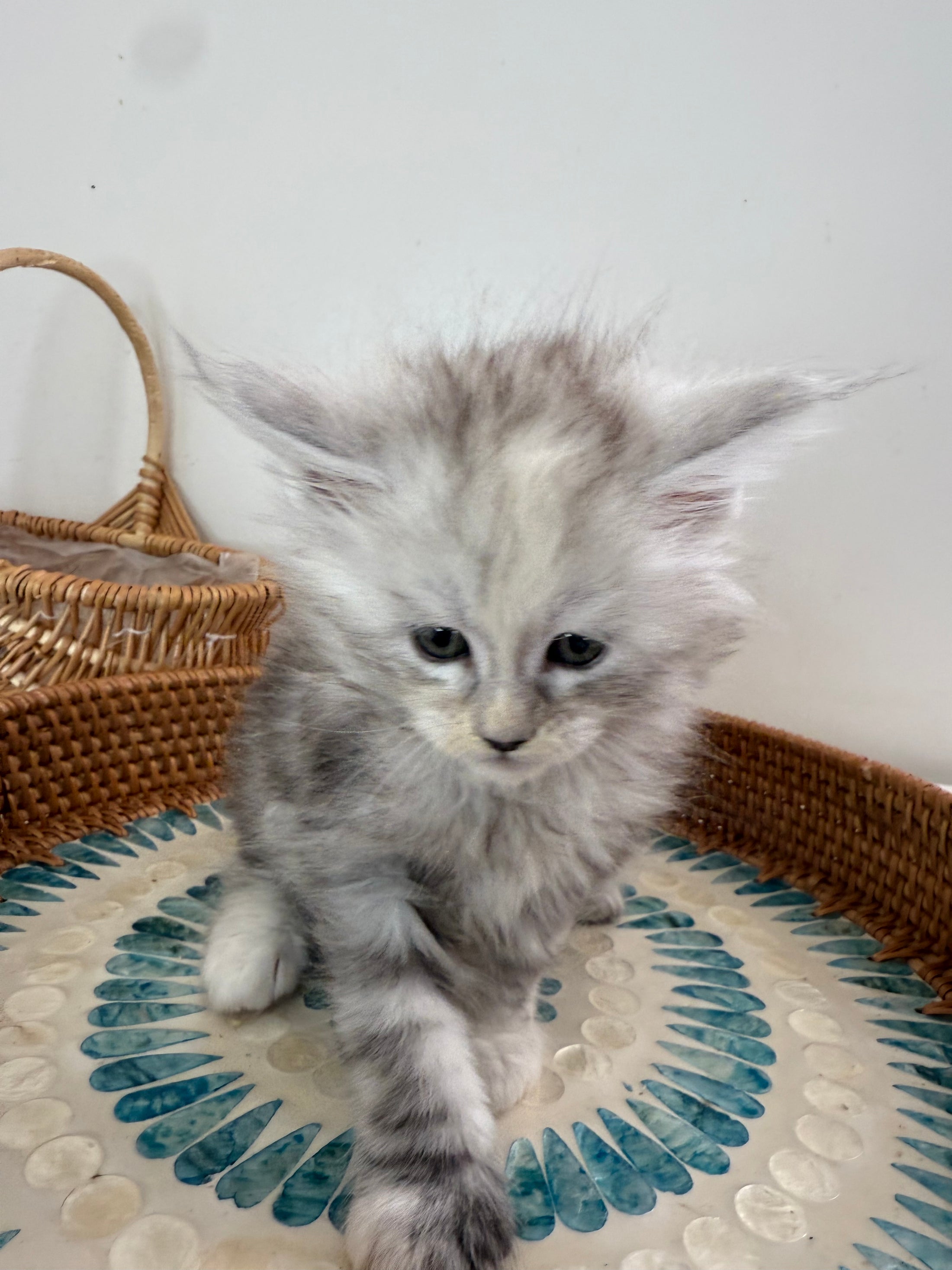 Pale Silver Tortie Maine Coon female/ Located in Ottawa area