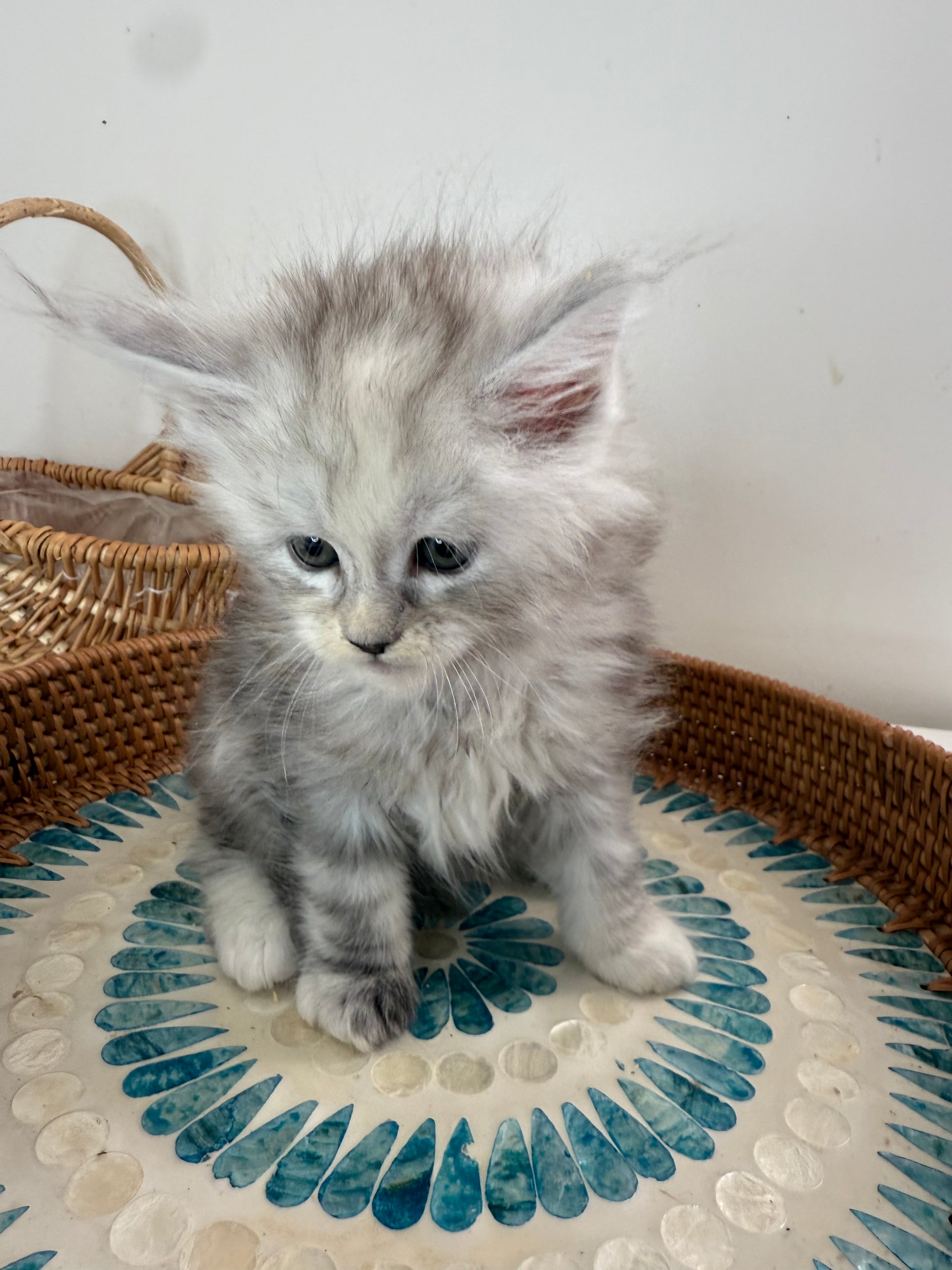 Pale Silver Tortie Maine Coon female/ Located in Ottawa area