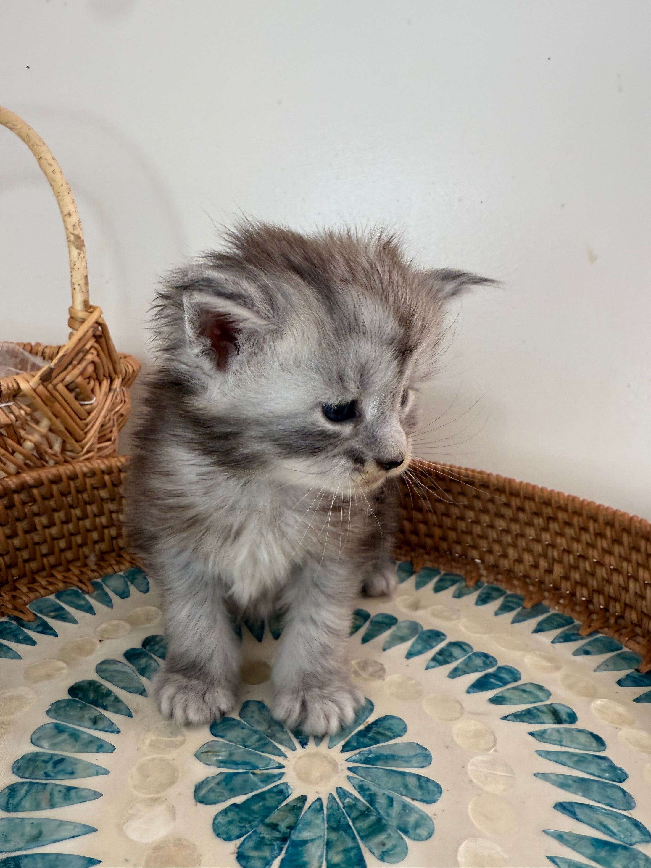 Black Silver Maine Coon male  / Located in Ottawa area