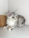 Load image into Gallery viewer, Black Silver Tortie with white Maine Coon Polydactyl female / Located in Ottawa area
