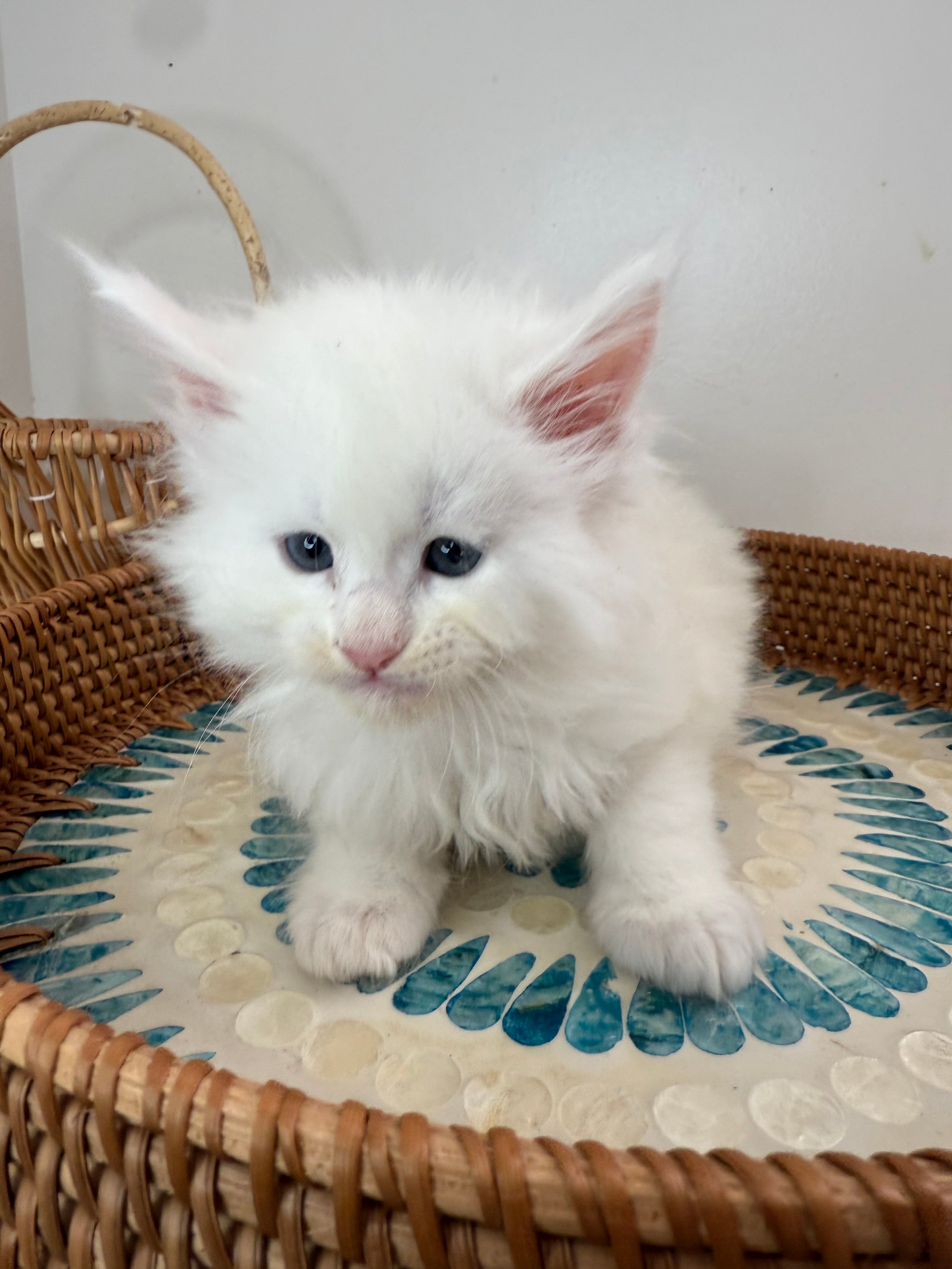 White Maine Coon male 1 / Located in Ottawa