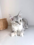 Load image into Gallery viewer, Black Silver Tortie with white Maine Coon Polydactyl female / Located in Ottawa area

