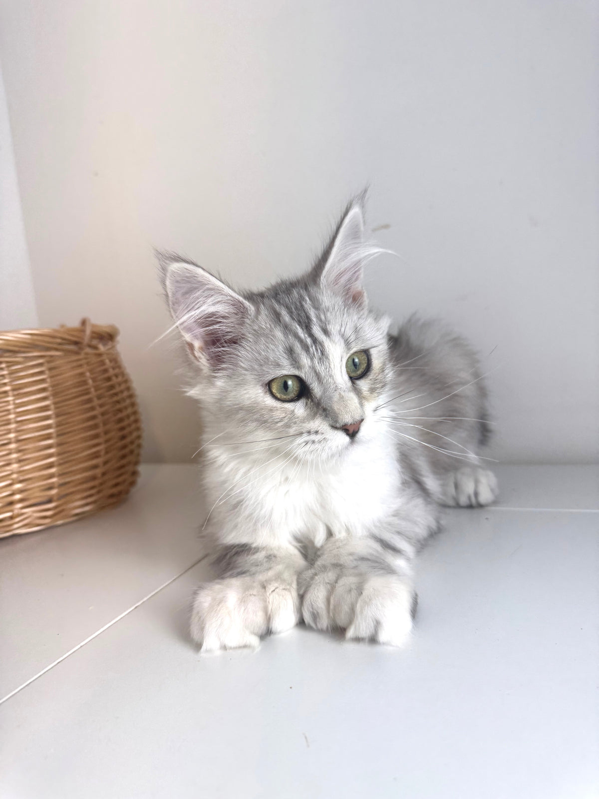 Black Silver Tortie with white Maine Coon Polydactyl female / Located in Ottawa area