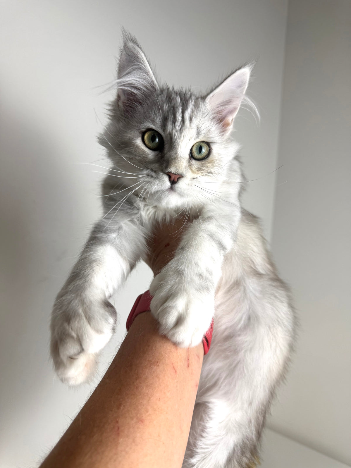 Black Silver Tortie with white Maine Coon Polydactyl female / Located in Ottawa area