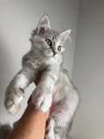 Load image into Gallery viewer, Black Silver Tortie with white Maine Coon Polydactyl female / Located in Ottawa area
