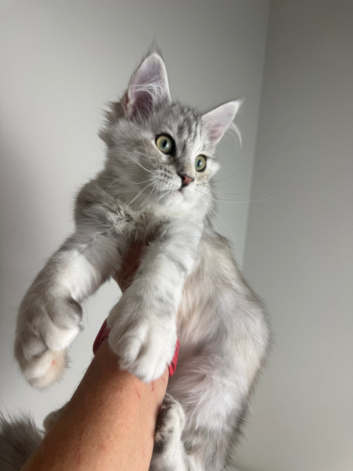 Black Silver Tortie with white Maine Coon Polydactyl female / Located in Ottawa area