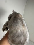 Load image into Gallery viewer, Black Silver Tortie with white Maine Coon Polydactyl female / Located in Ottawa area
