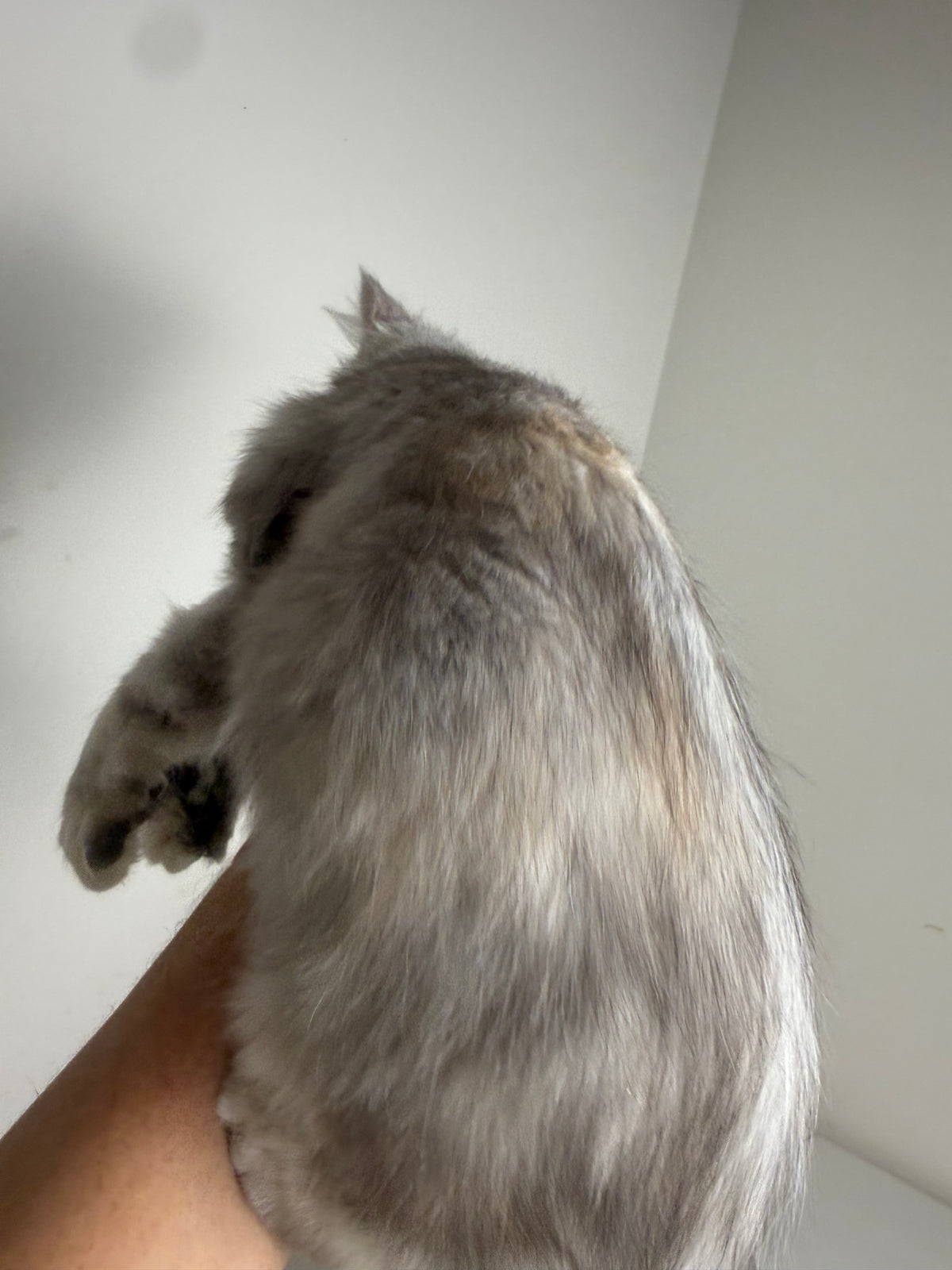 Black Silver Tortie with white Maine Coon Polydactyl female / Located in Ottawa area