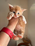 Load image into Gallery viewer, Red Maine Coon Polydactyl male 2 / Located in Ottawa area
