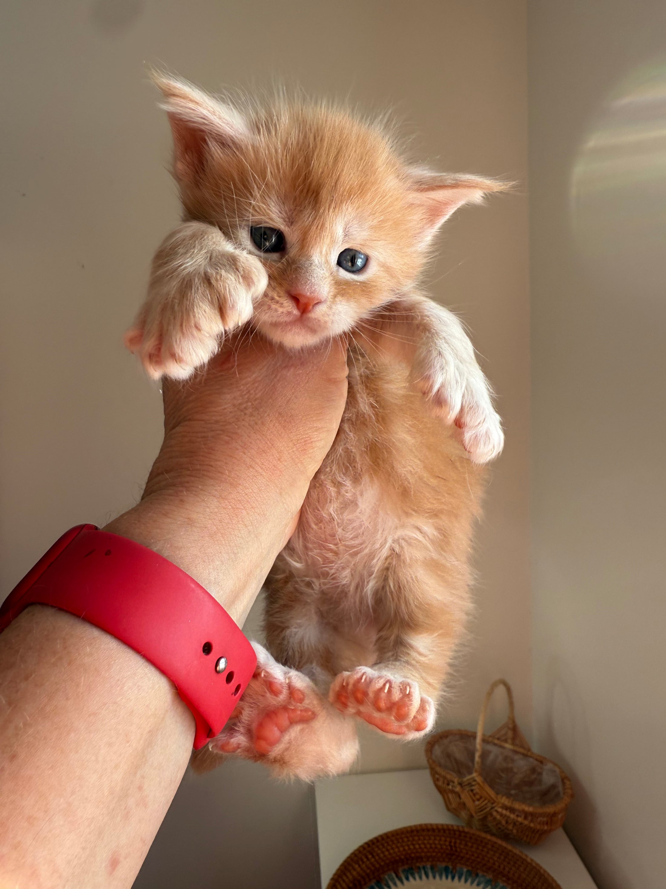 Red Maine Coon Polydactyl male 2 / Located in Ottawa area