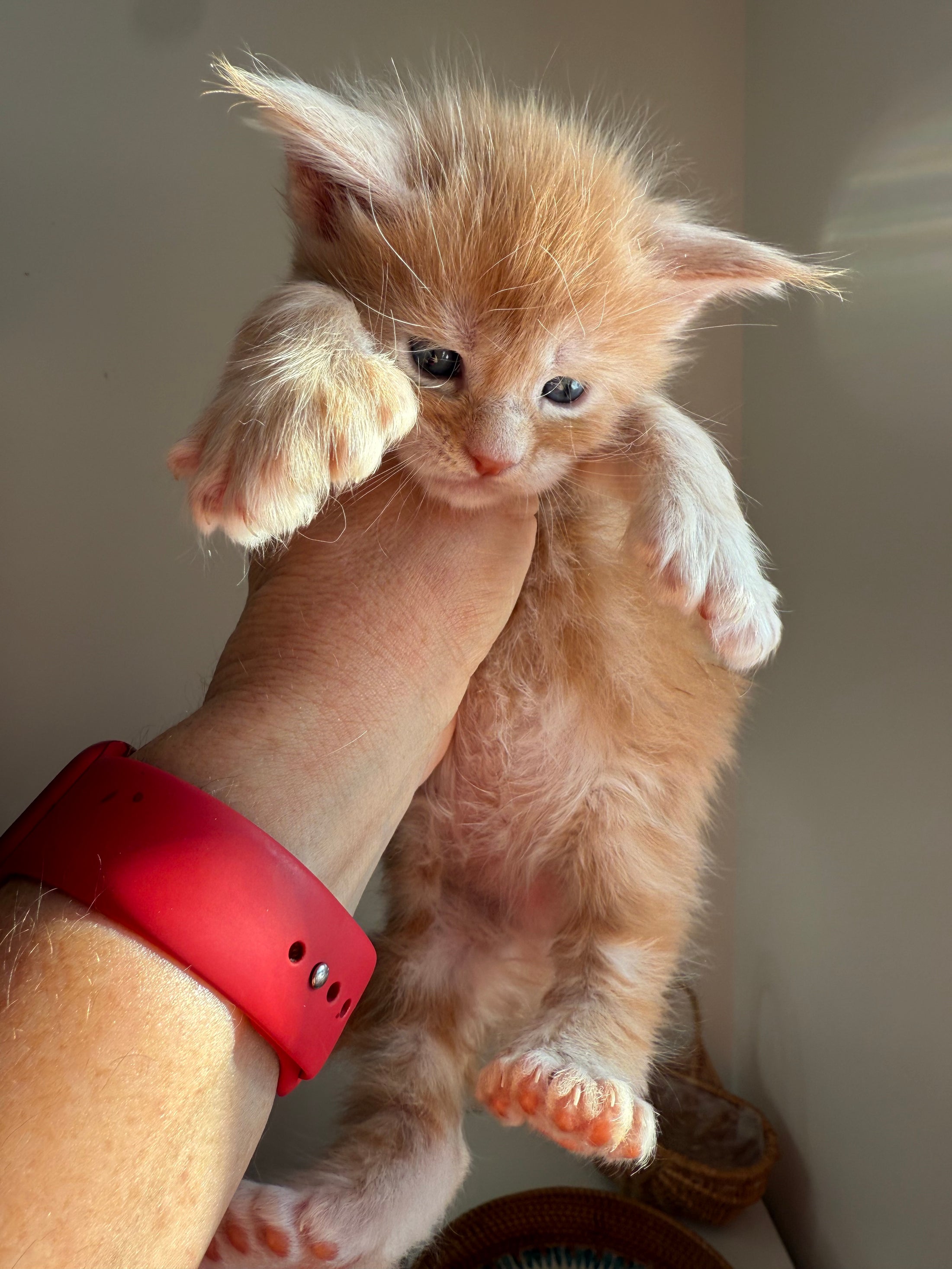 Red Maine Coon Polydactyl male 2 / Located in Ottawa area