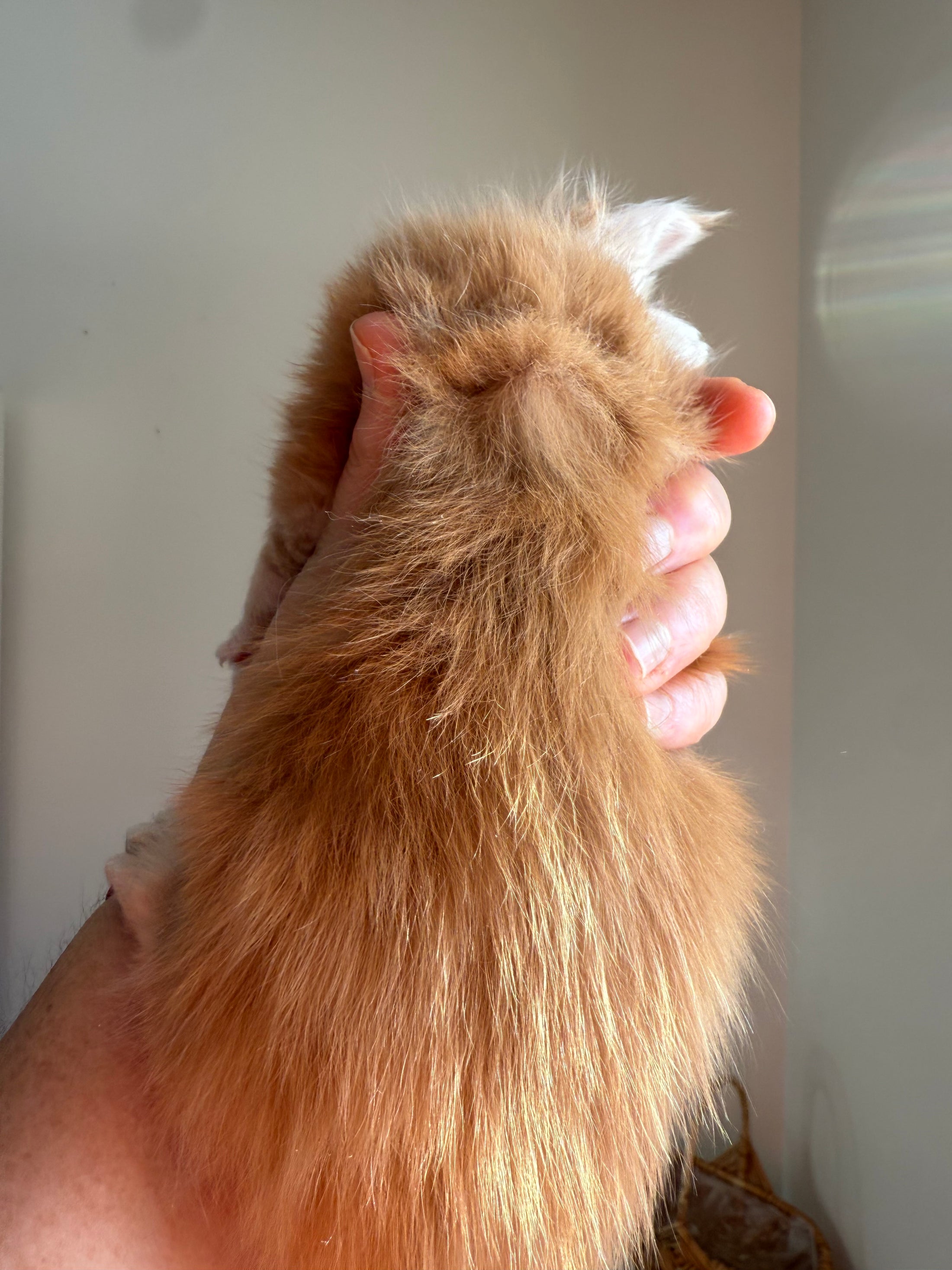 Red Maine Coon Polydactyl male 2 / Located in Ottawa area