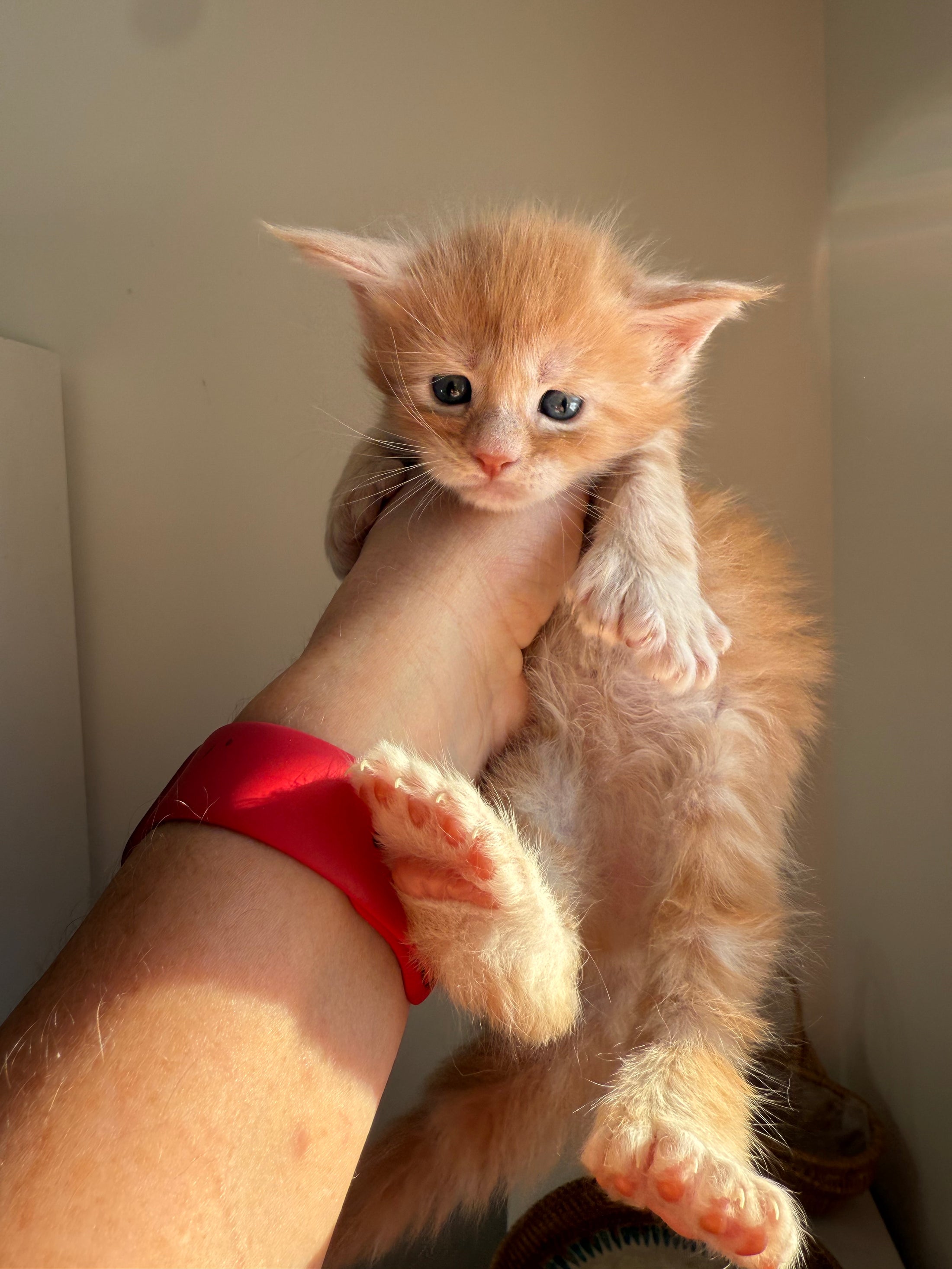 Red Maine Coon Polydactyl male 2 / Located in Ottawa area