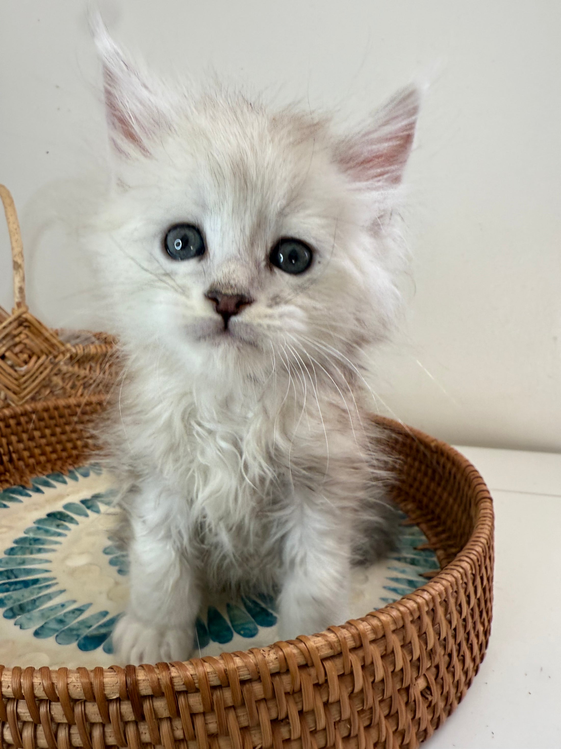 Black Silver Shaded Maine Coon male 2 / Located in Ottawa area