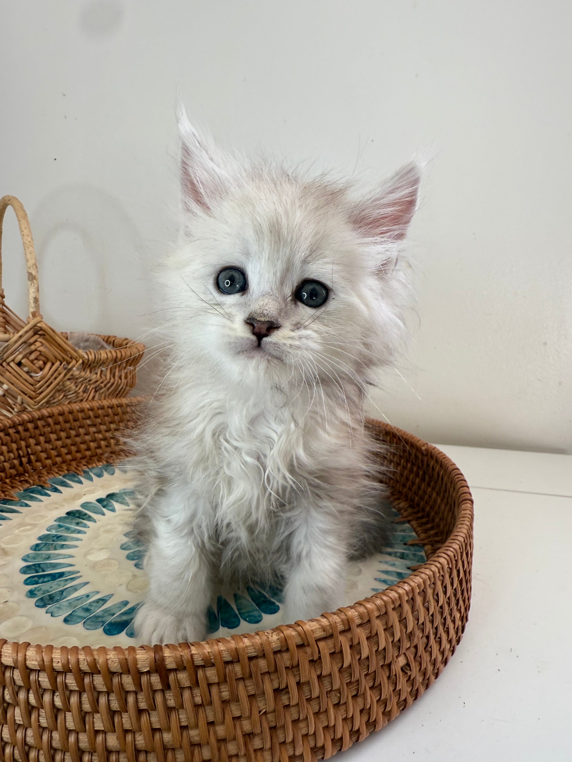 Black Silver Shaded Maine Coon male 2 / Located in Ottawa area