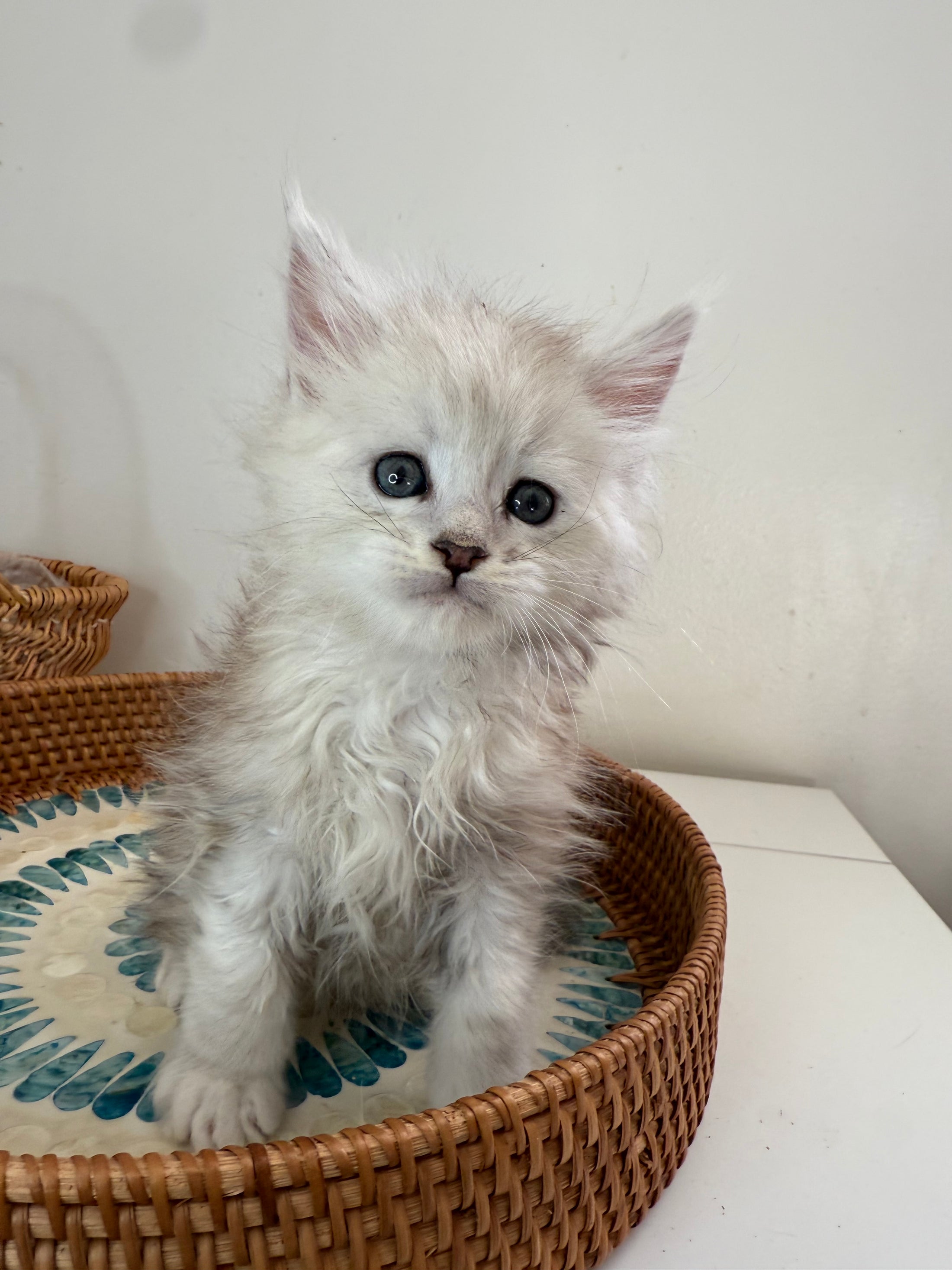 Black Silver Shaded Maine Coon male 2 / Located in Ottawa area