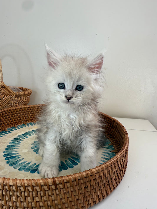 Black Silver Shaded Maine Coon male 2 / Located in Ottawa area