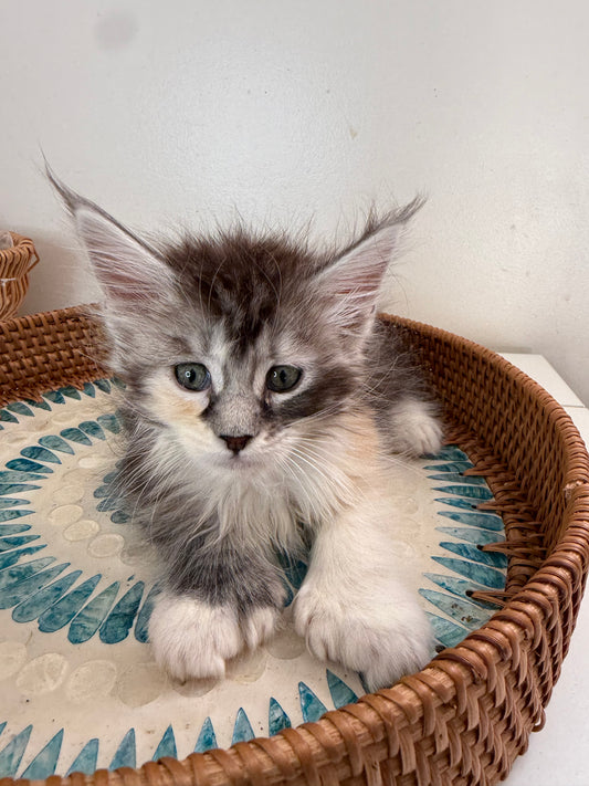 Black Silver Torbie with white Maine Coon Polydactyl female 1 - located in Ottawa area