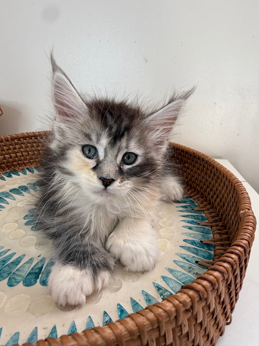 Black Silver Torbie with white Maine Coon Polydactyl female 1 - located in Ottawa area