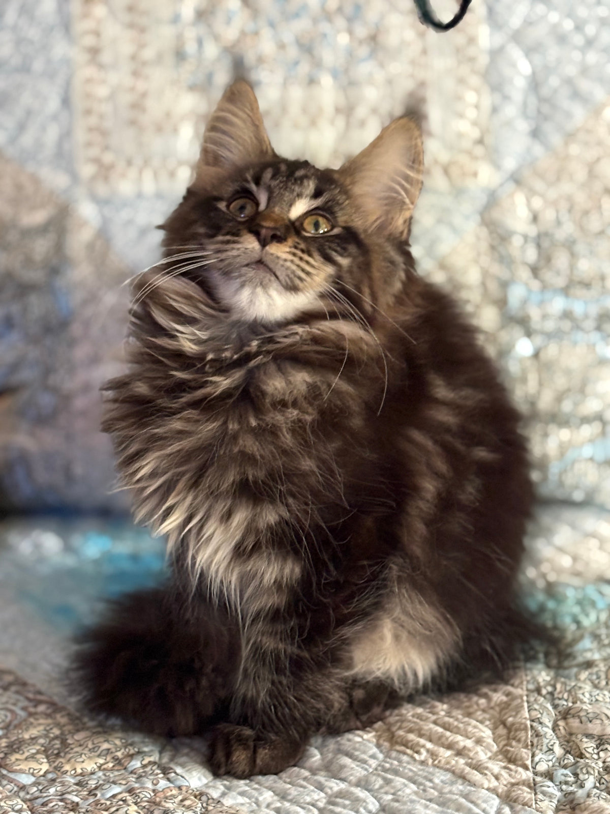 Black Marble Maine Coon male / Located in Ottawa area - Almonte