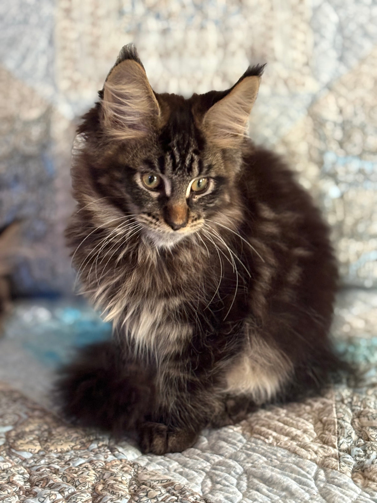 Black Marble Maine Coon male / Located in Ottawa area - Almonte