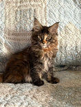 Load image into Gallery viewer, Black Tortie Maine Coon female 3 / Located in Ottawa area - Almonte
