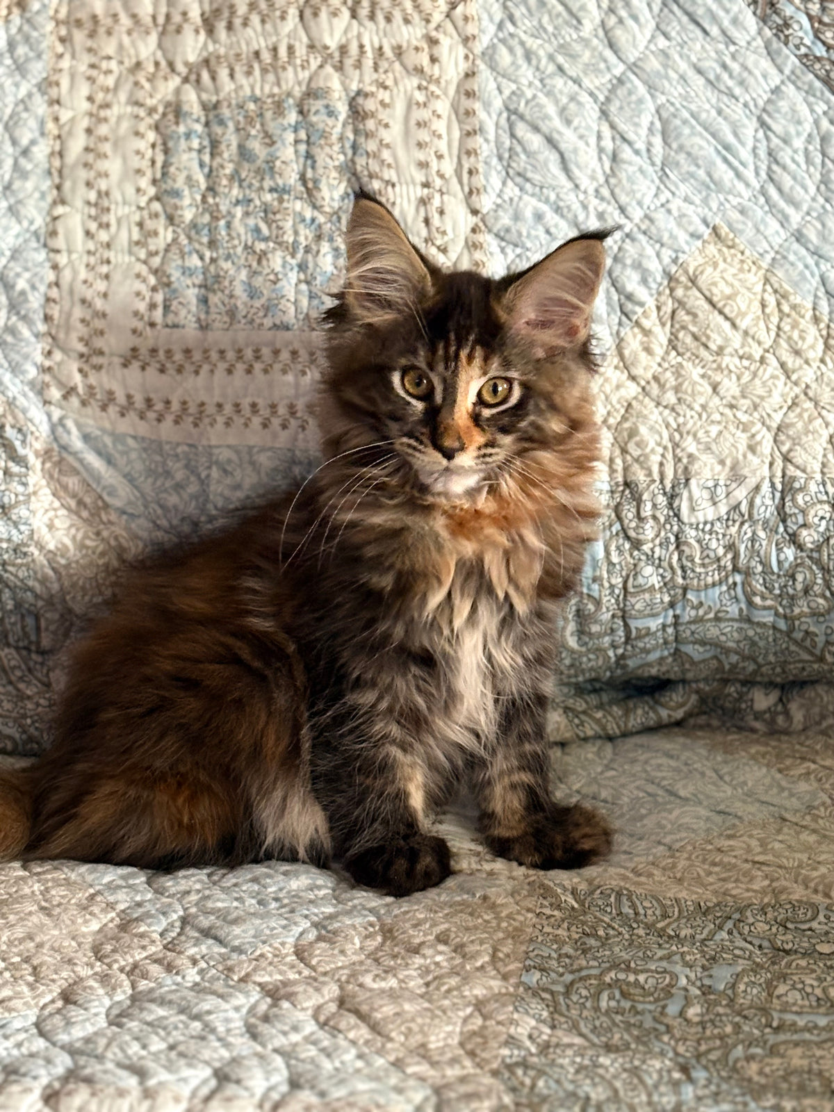 Black Tortie Maine Coon female 3 / Located in Ottawa area - Almonte