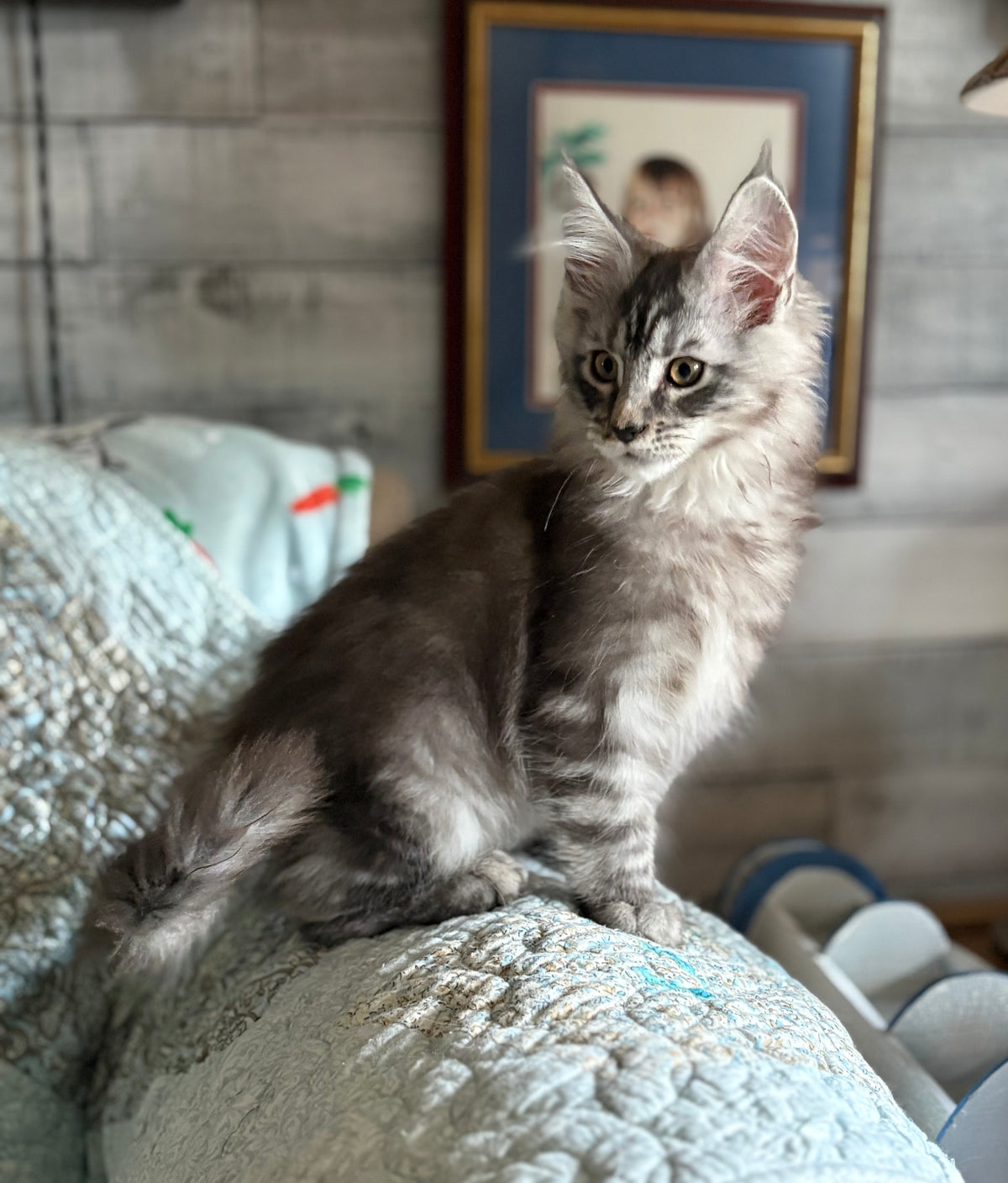 Black Silver Maine Coon male / Located in Ottawa area - Almonte
