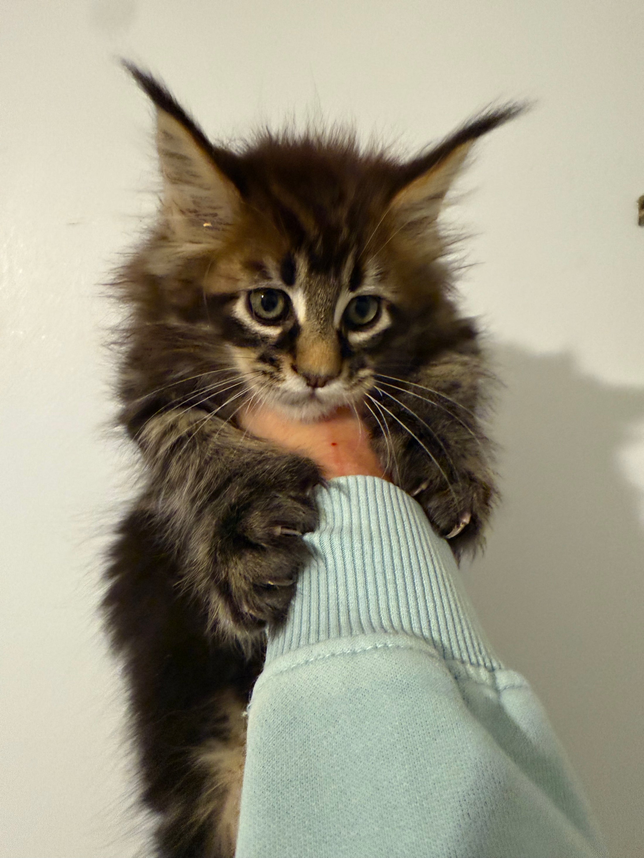 Black Marble Maine Coon Polydactyl male / Located in Ottawa area