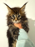Load image into Gallery viewer, Black Marble Maine Coon Polydactyl male / Located in Ottawa area
