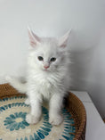 Load image into Gallery viewer, White Maine Coon male 2 / Located in Ottawa
