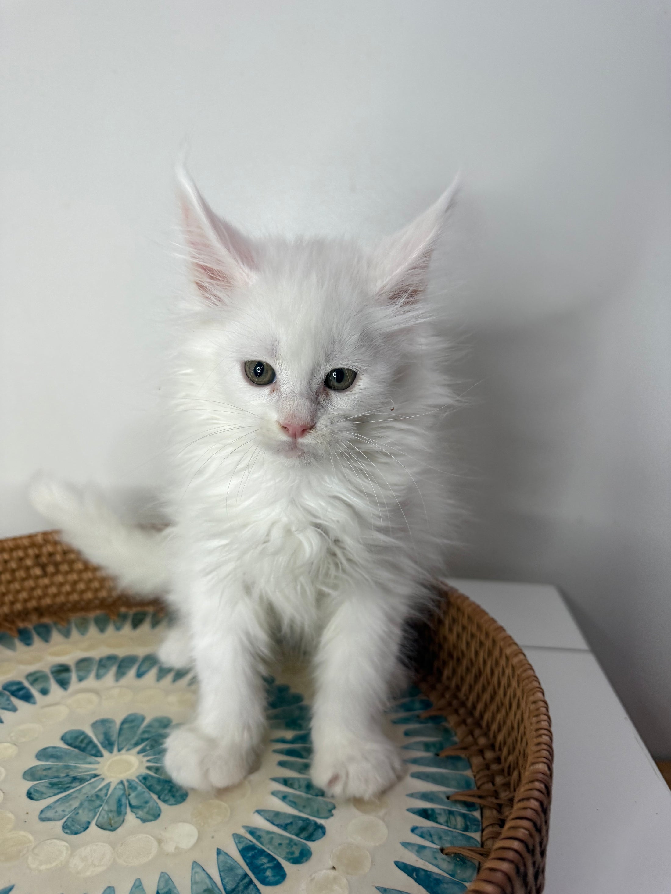 White Maine Coon male 2 / Located in Ottawa