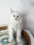 Load image into Gallery viewer, White Maine Coon male 2 / Located in Ottawa
