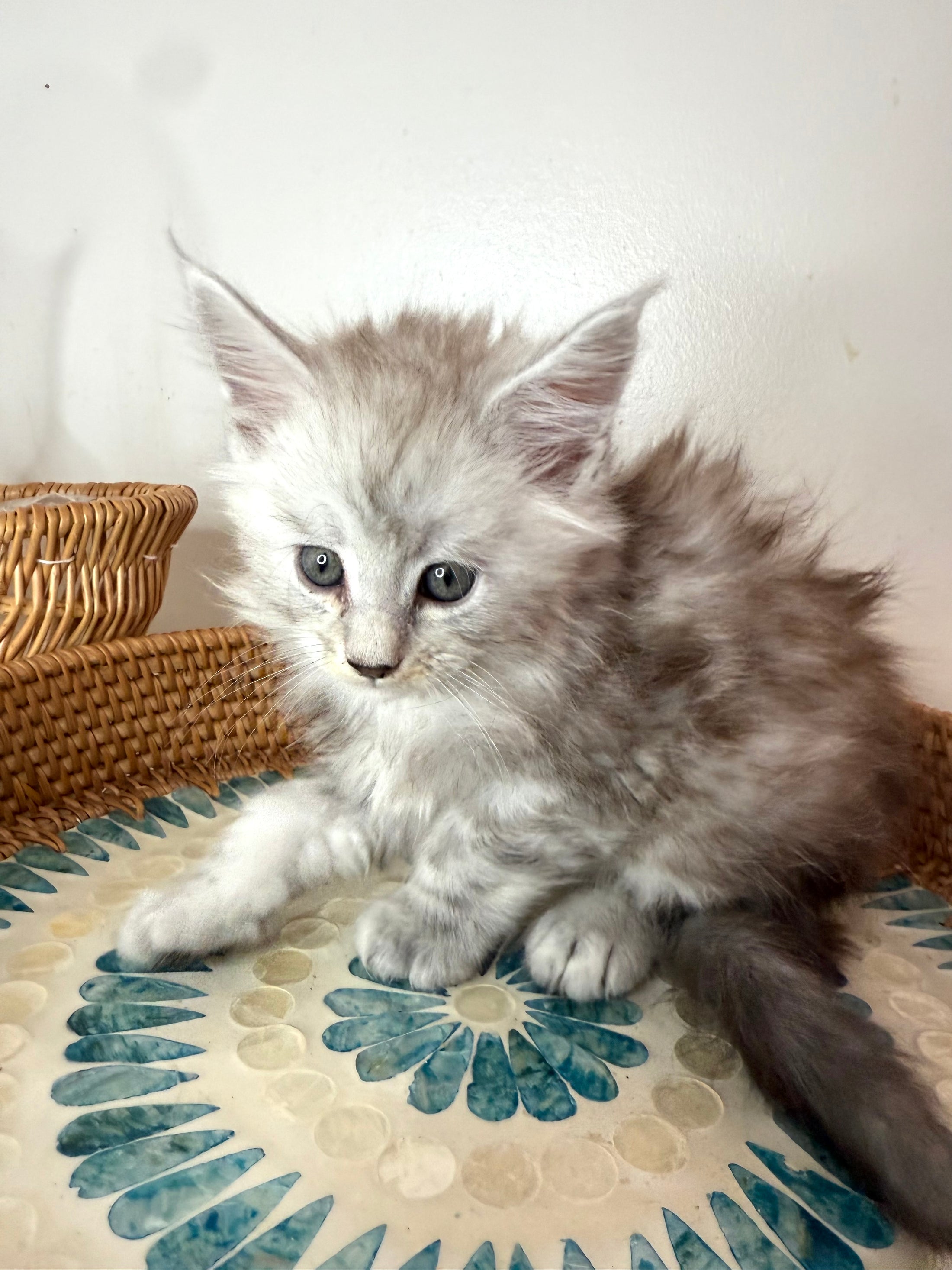 Black Silver Maine Coon male - 2 / Located in Ottawa area