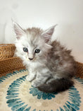 Load image into Gallery viewer, Black Silver Maine Coon male - 2 / Located in Ottawa area
