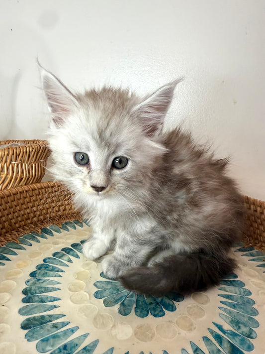 Black Silver Maine Coon male - 2 / Located in Ottawa area