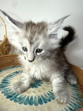 Load image into Gallery viewer, Black Silver Maine Coon male  / Located in Ottawa area
