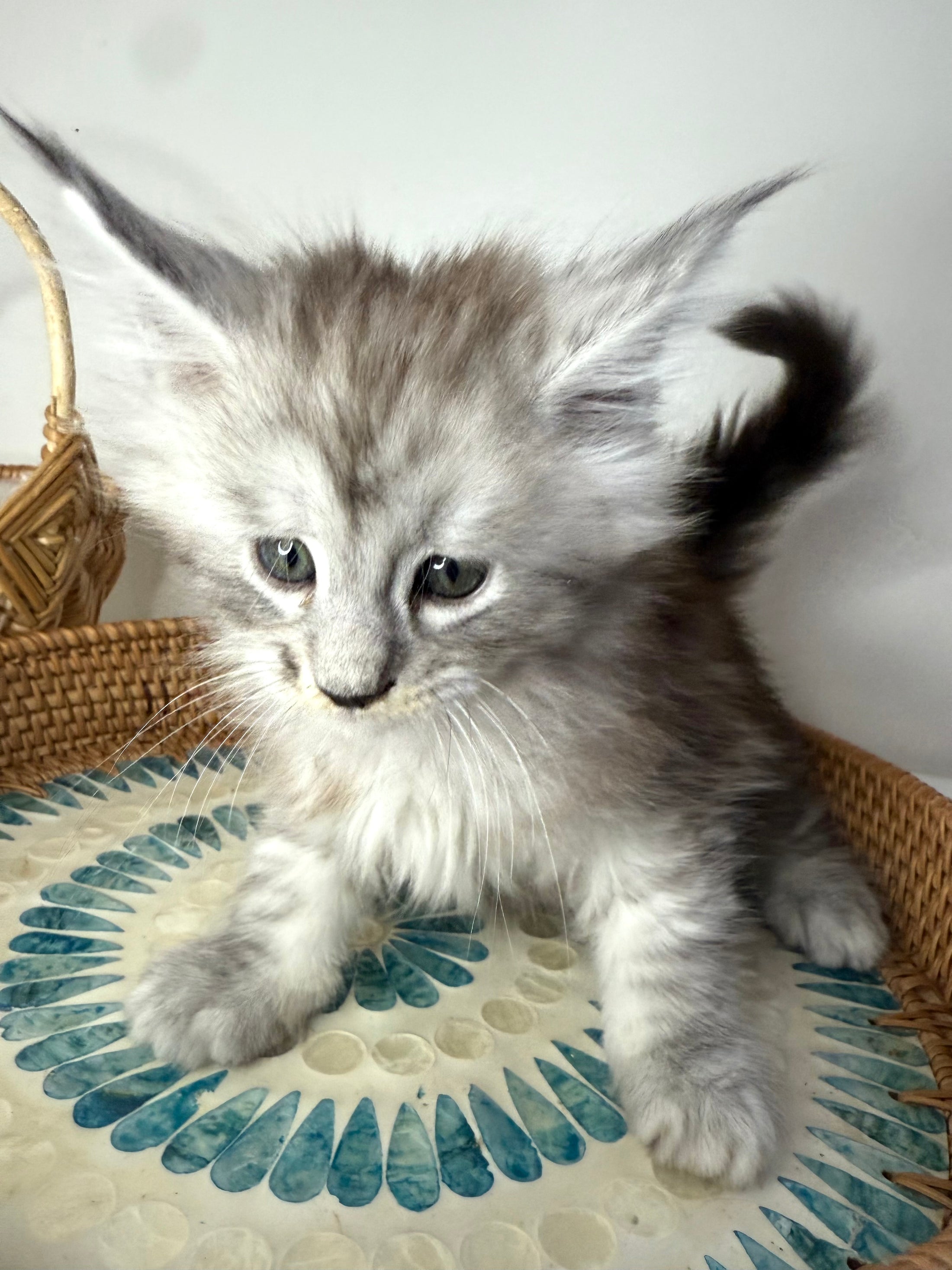 Black Silver Maine Coon male  / Located in Ottawa area