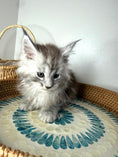Load image into Gallery viewer, Black Silver Maine Coon male  / Located in Ottawa area
