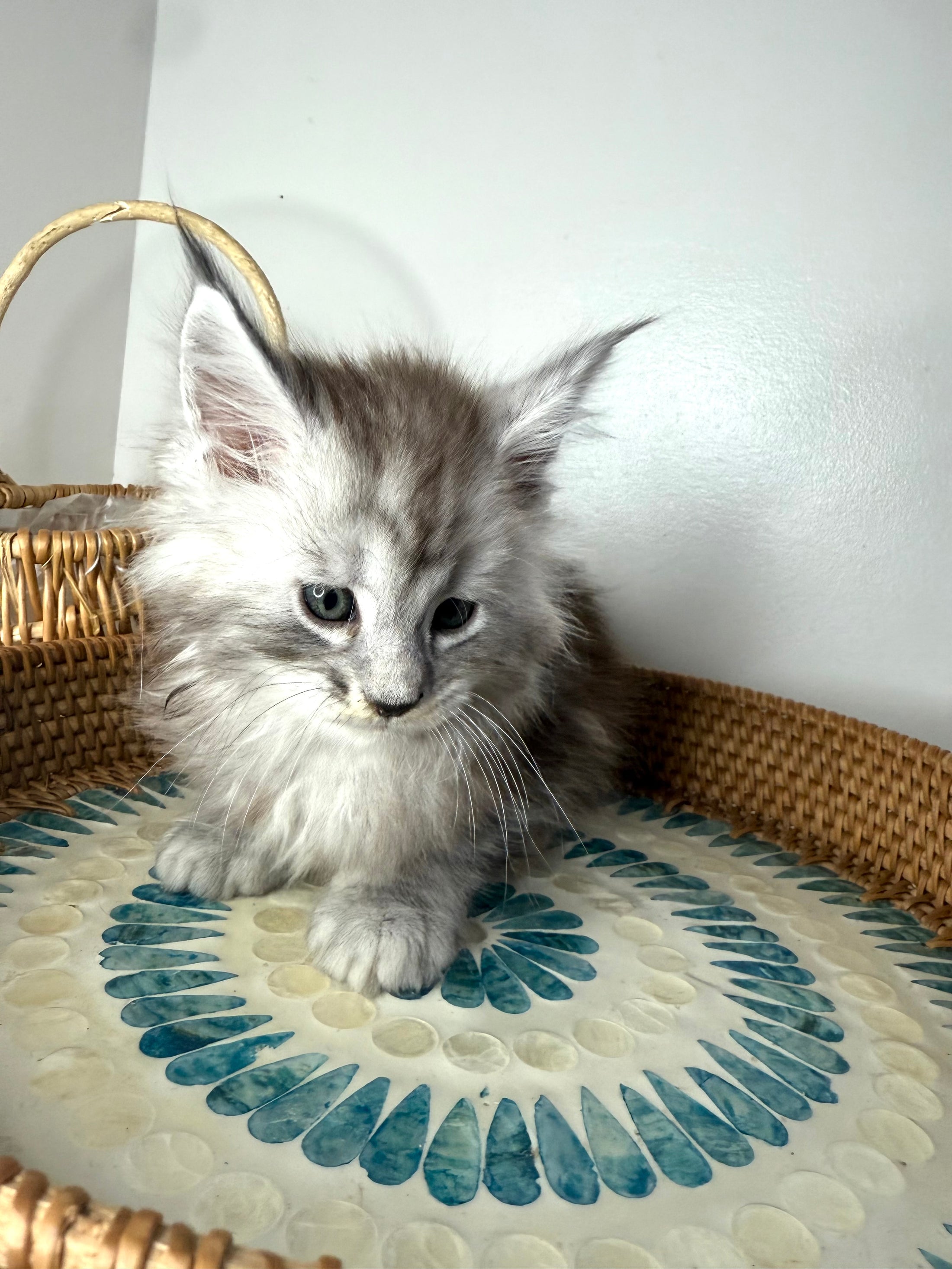 Black Silver Maine Coon male  / Located in Ottawa area