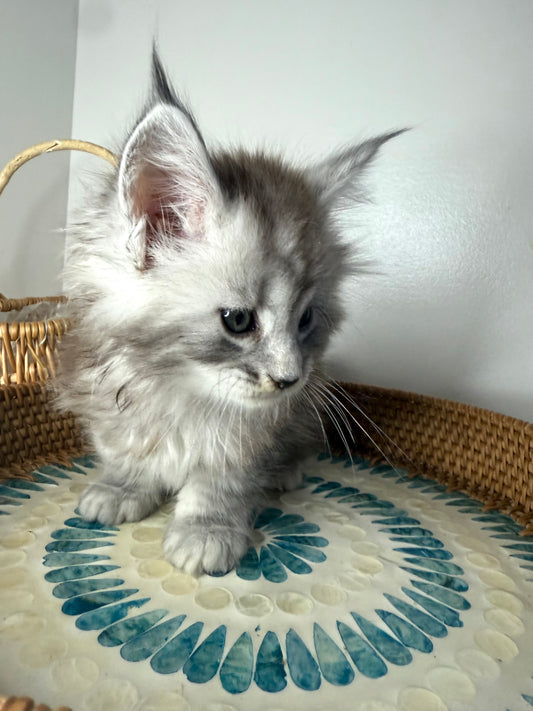 Black Silver Maine Coon male  / Located in Ottawa area