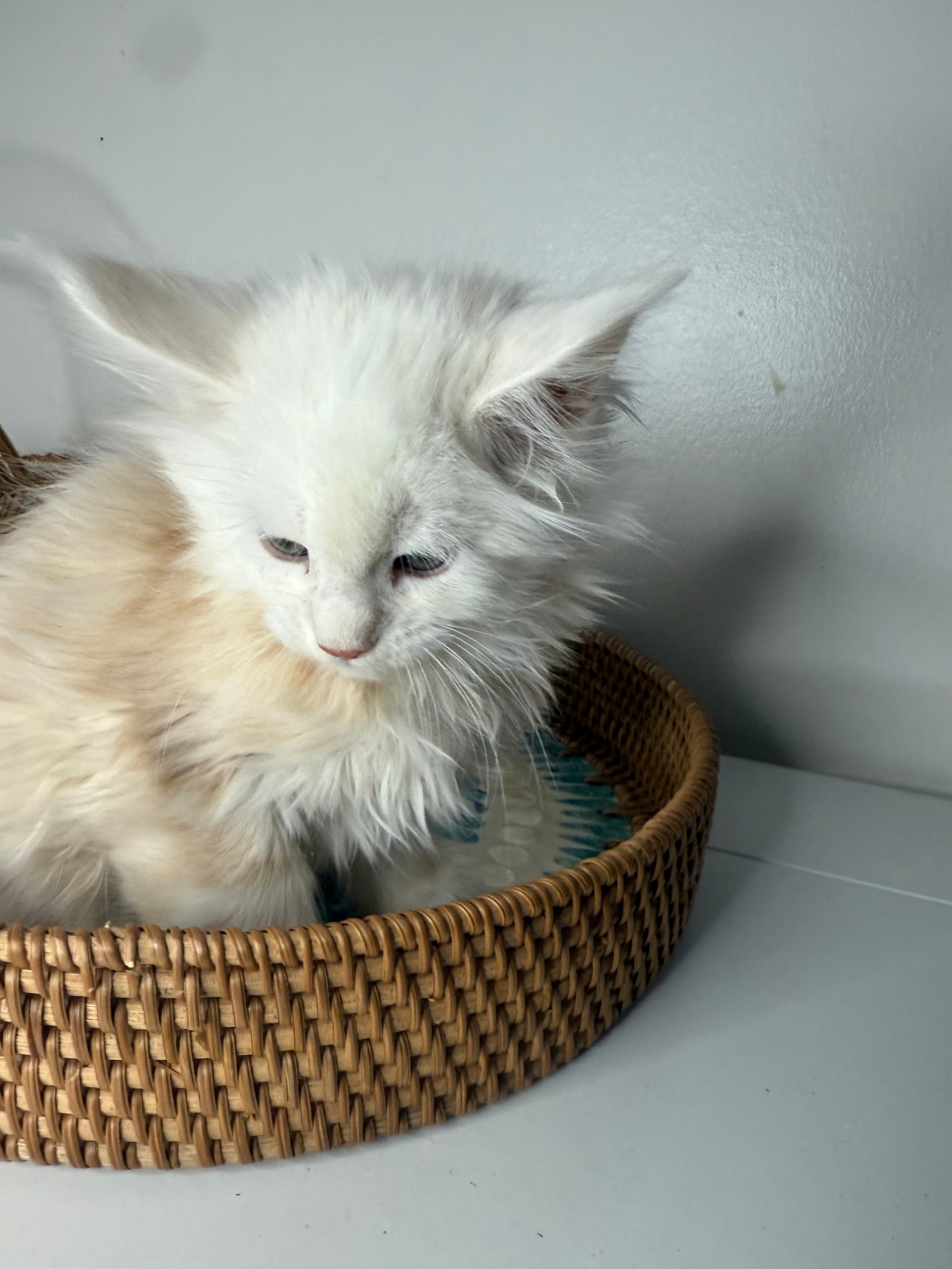 Red Shaded Maine Coon male / Located in Ottawa area