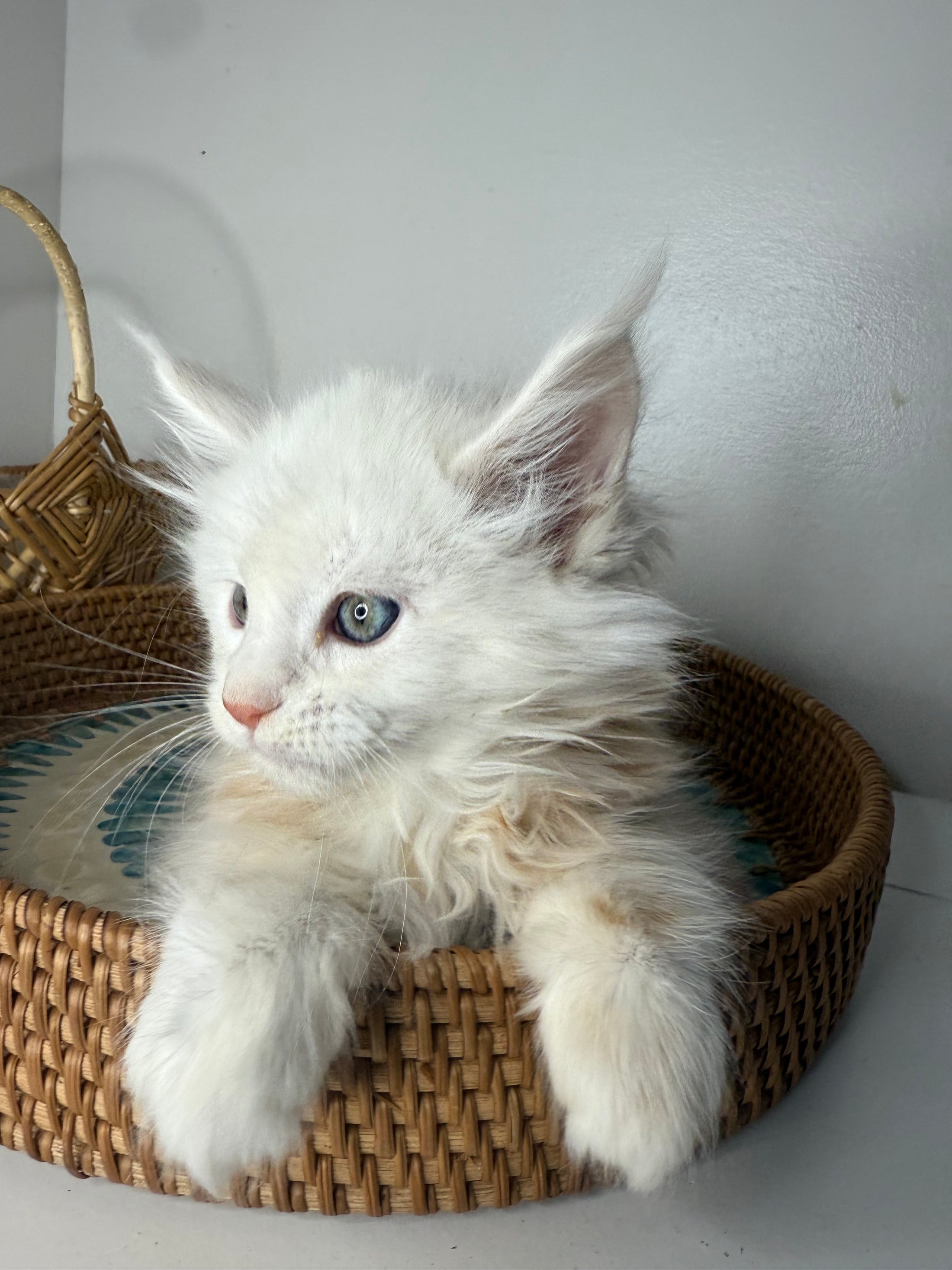 Red Shaded Maine Coon male / Located in Ottawa area