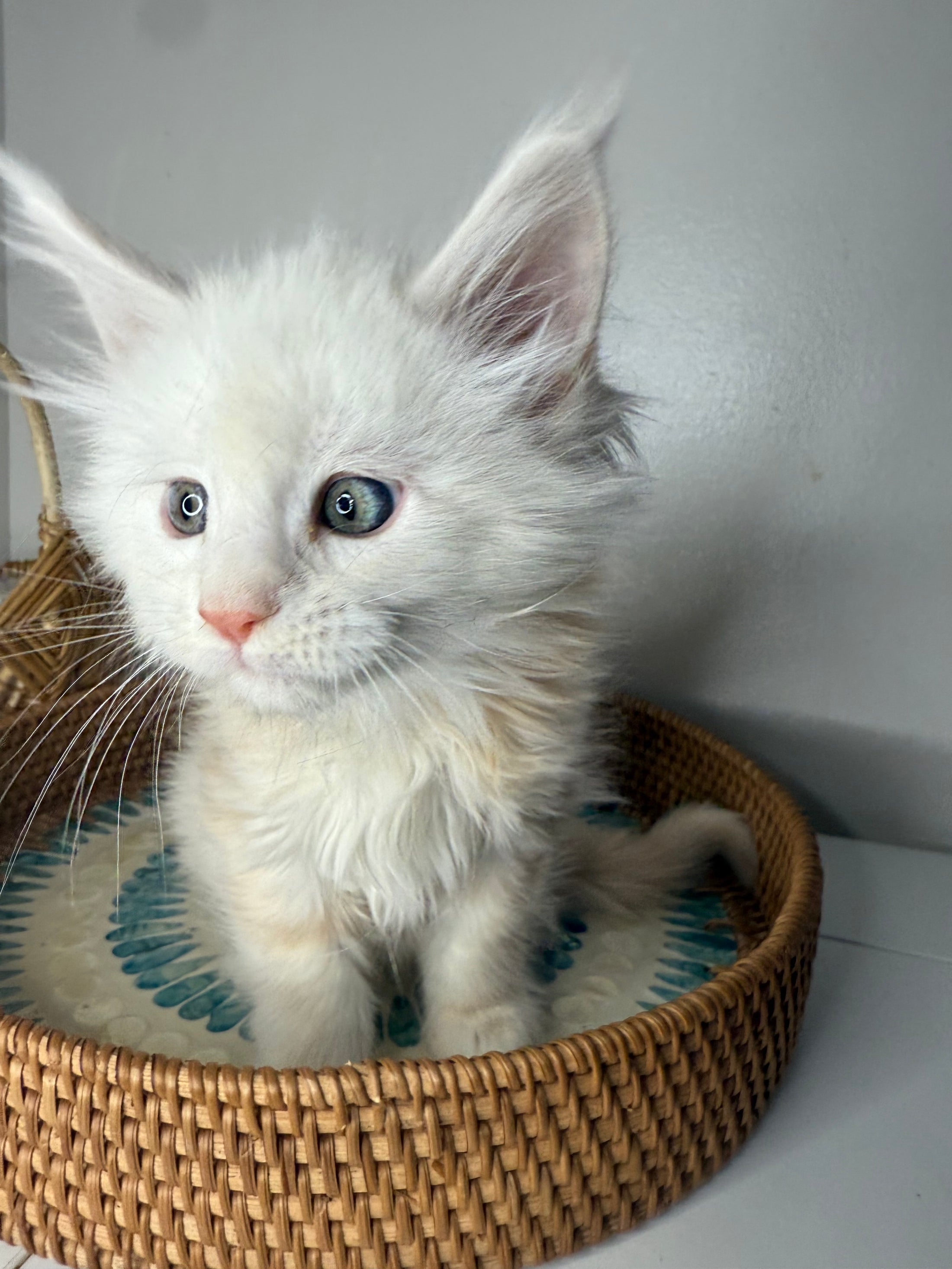 Red Shaded Maine Coon male / Located in Ottawa area